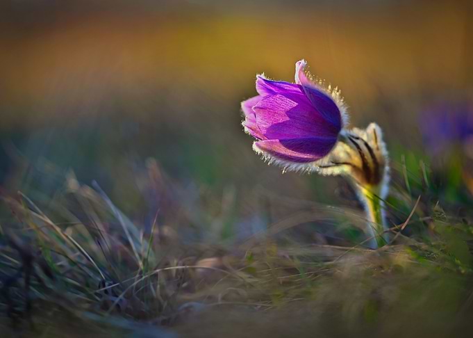 Purple Pasque Flower in Meadow