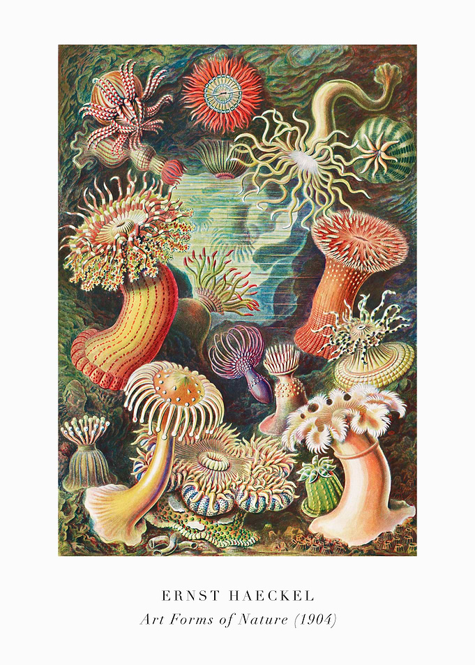 Ernst Haeckel's Art Forms of Nature