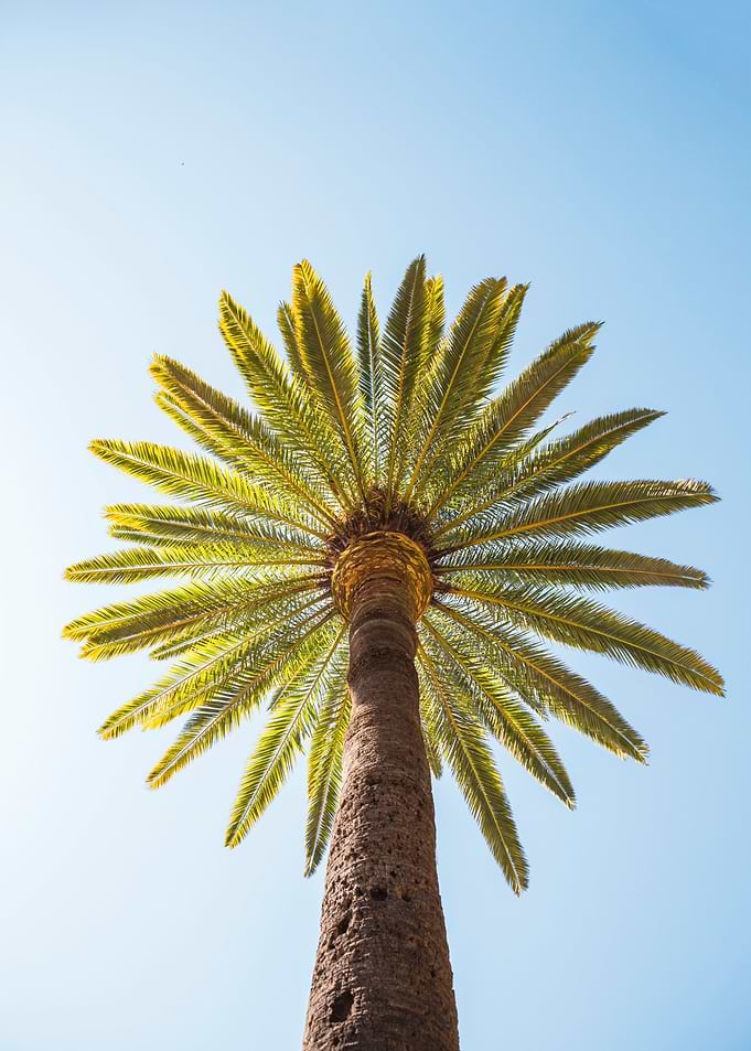 Palm tree against blue sky