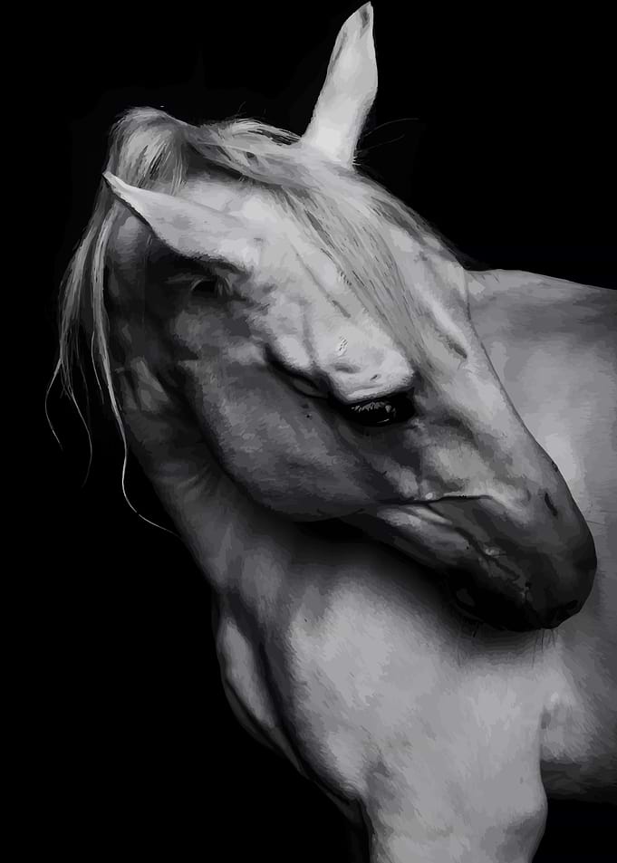 Monochrome Horse Portrait