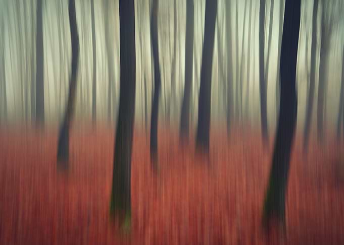 Abstract Forest with Autumnal Ground