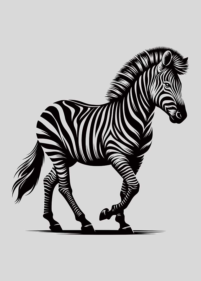 Zebra Illustration