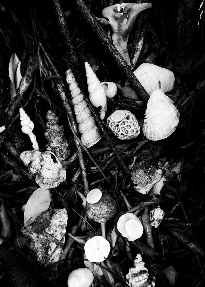 Black and White Seashell Still Life