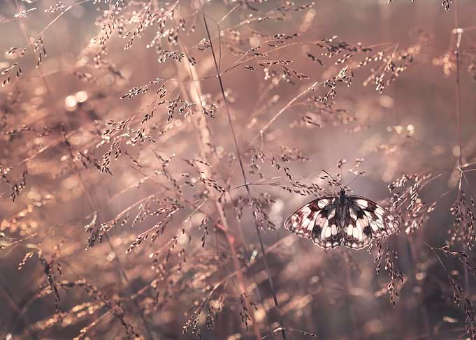 Butterfly on Grass in Warm Light