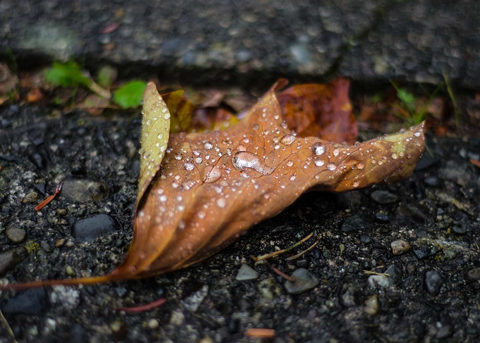 Autumn leaf with water droplets