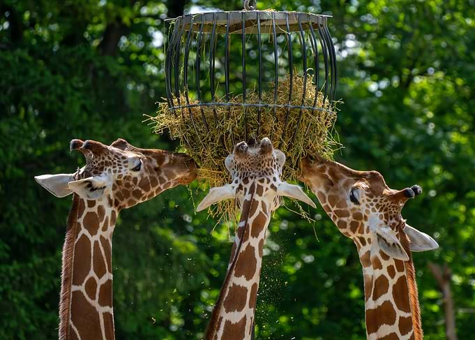 Giraffes eating from a feeder
