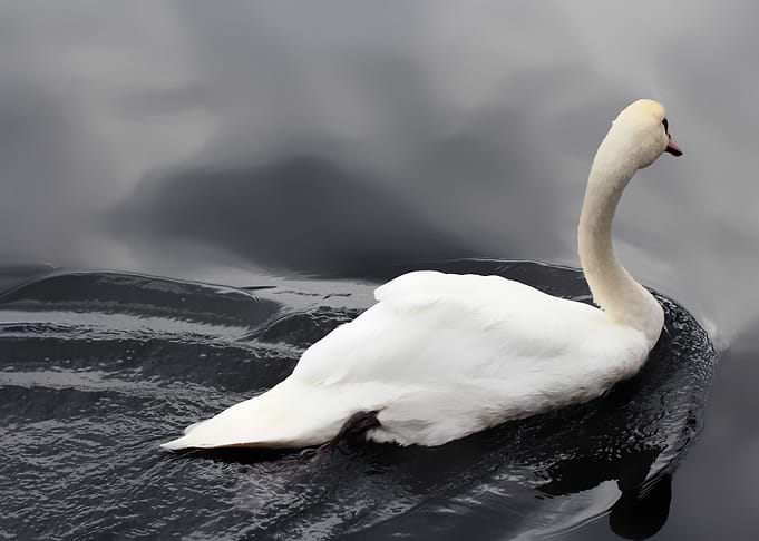 Lonely swan