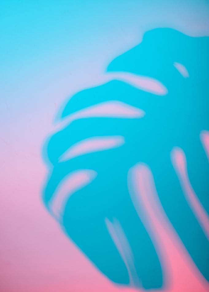 Monstera Leaf Shadow