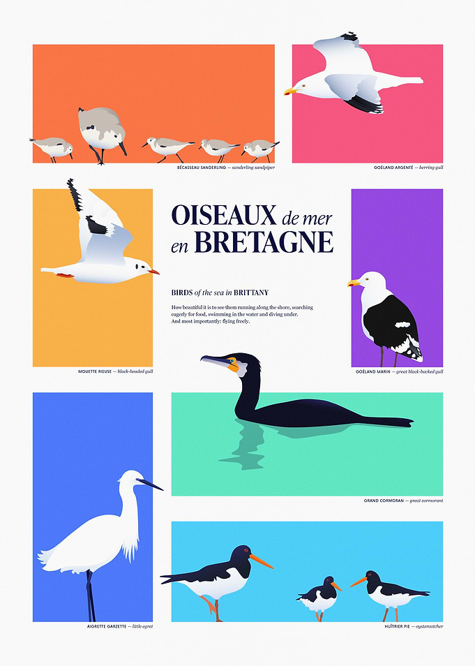 Birds of the Sea in Brittany Illustration