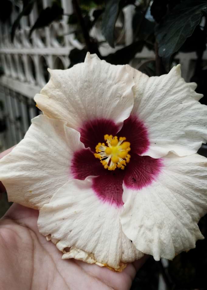 Hibiscus flower held in hand