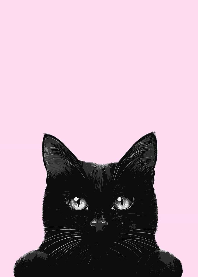 Black Cat Portrait on Pink Background