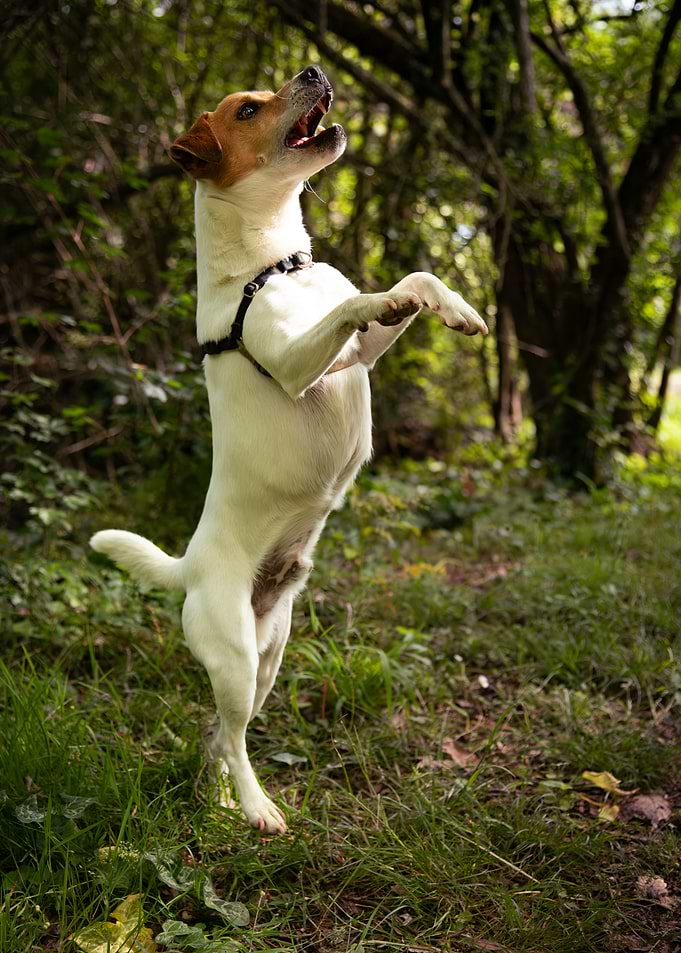 Ballerina