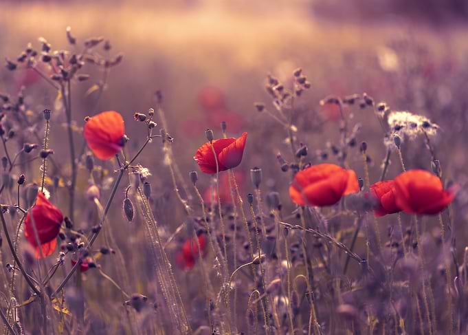 Red Poppies in a Field, Summer Meadow