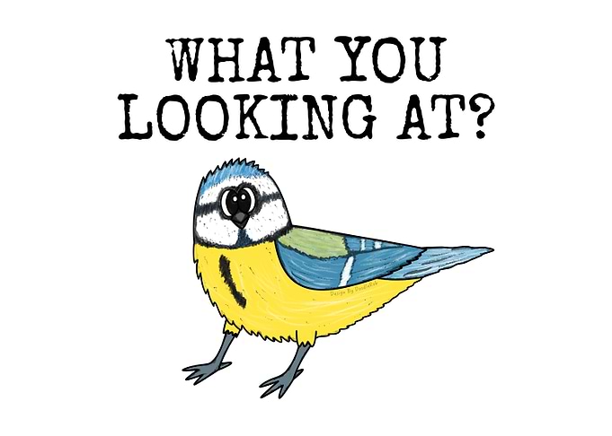 What You Looking At? Bird Funny