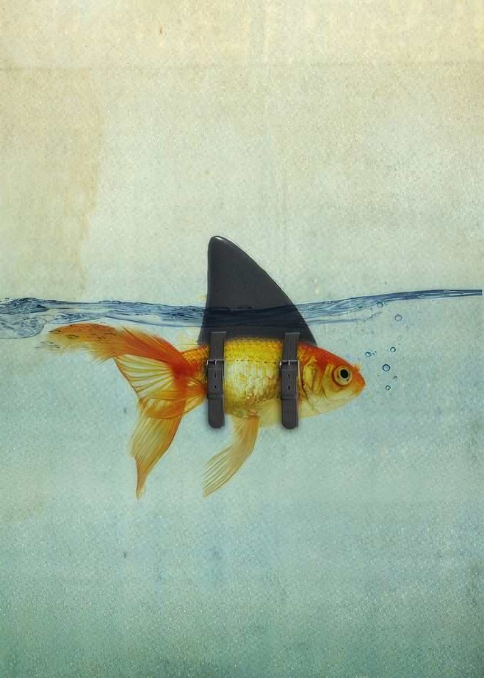 Goldfish with Shark Fin