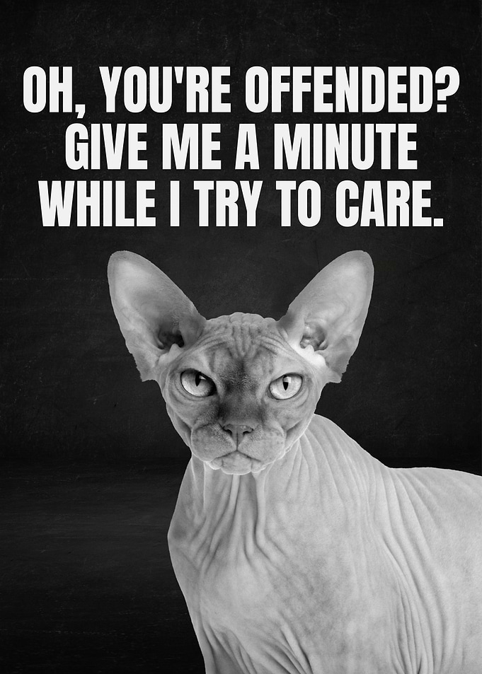 Offended? Give me a minute. Cat