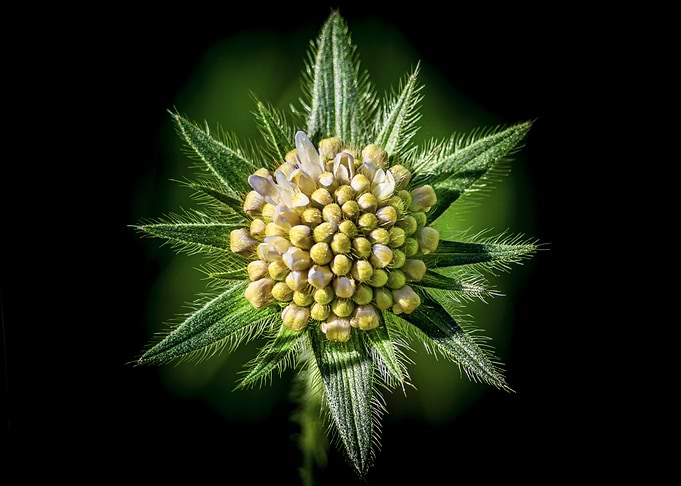 Knautia arvensis flower bud close-up