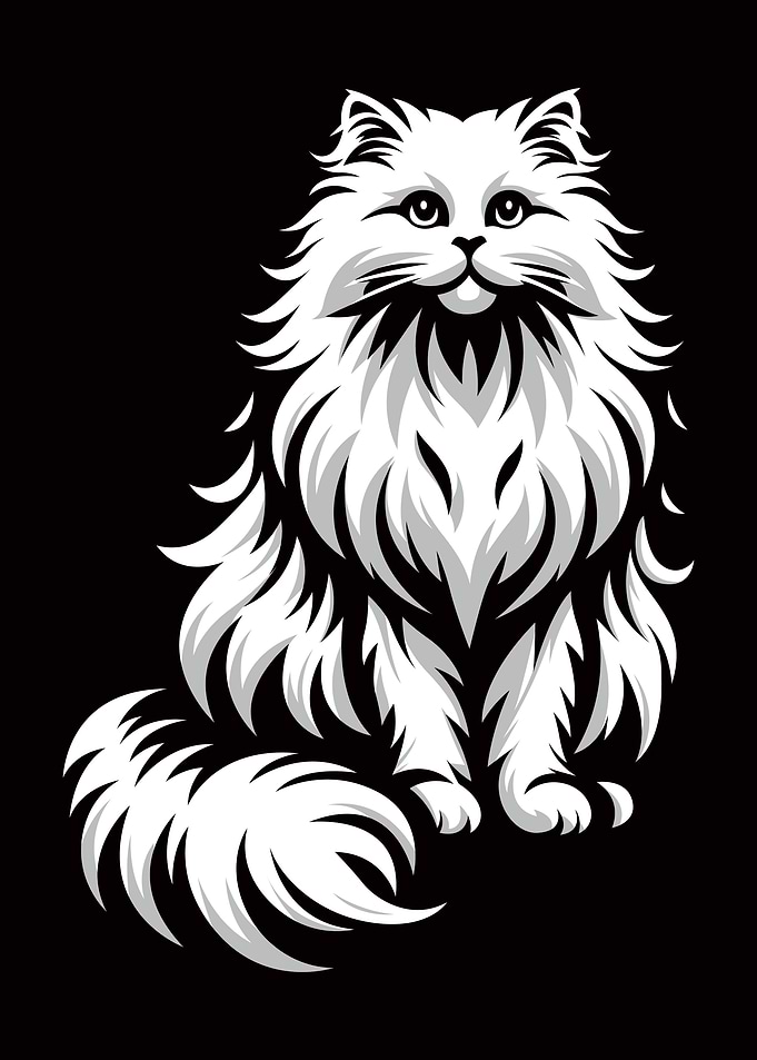 White Fluffy Cat on Black Background