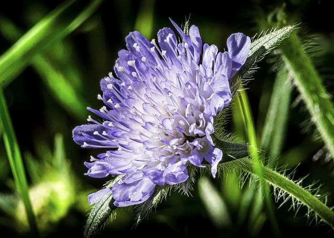 Purple Field Scabious Flower (Knautia arvensis) Close-Up
