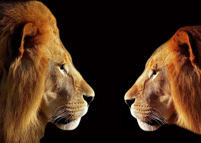 Two Lions Facing Each Other