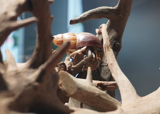 Hermit Crab on Driftwood