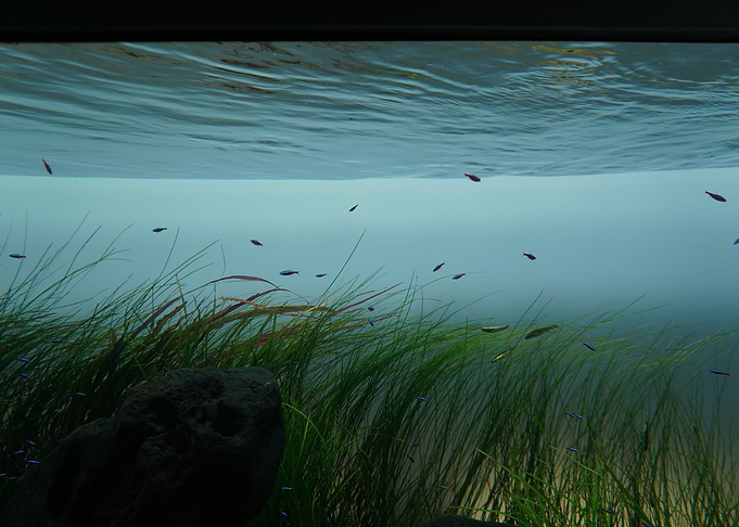 Underwater aquarium with fish and plants