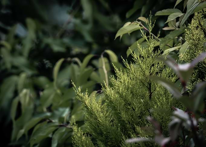 Green Bush in Natural Setting
