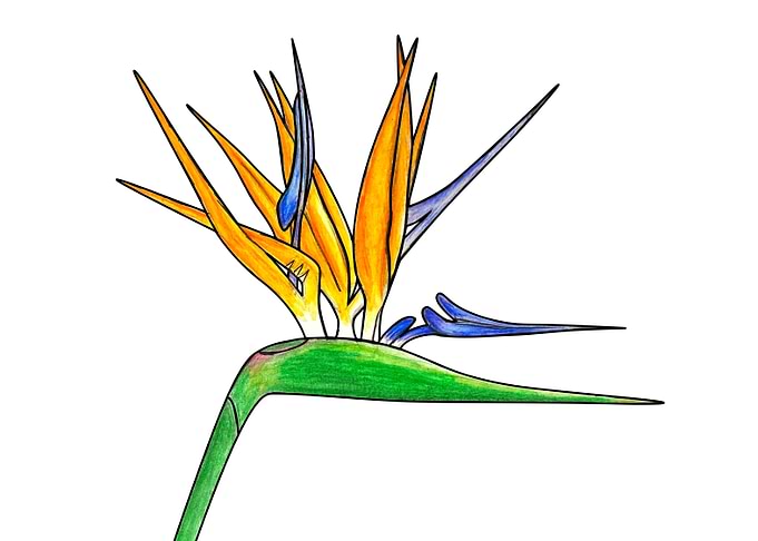 Bird of Paradise Flower Watercolour Illustration