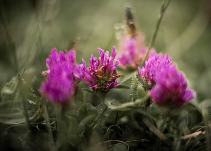 Macro Photo of Purple Clover Flowers in Green Field