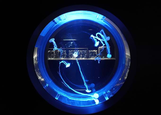 Blue Jellyfish in Circular Tank