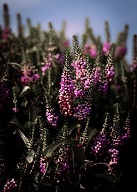Purple Heather Flowers in Bloom