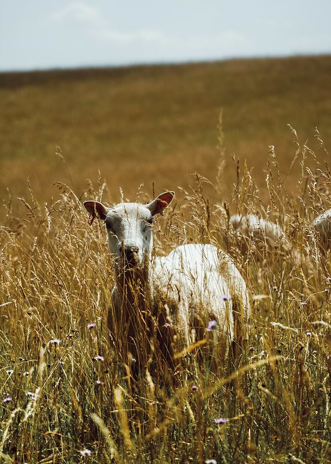 Sheep in a field of grass