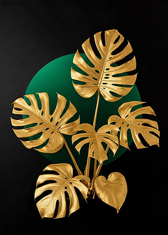 Golden Monstera Plant on Black Background
