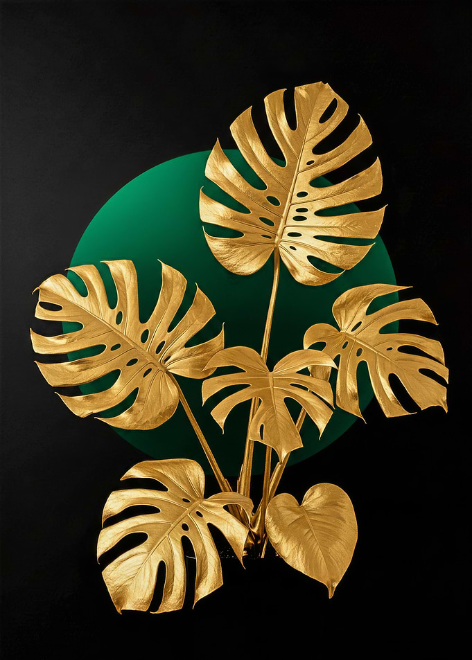 Golden Monstera Plant on Black Background