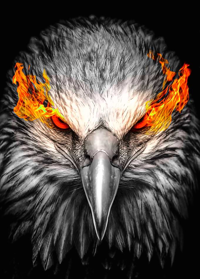 Eagle with Fiery Eyes