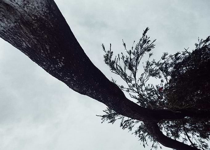 Tree branches against cloudy sky