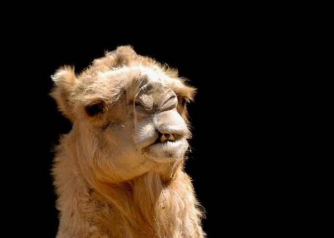Camel Portrait on Black Background