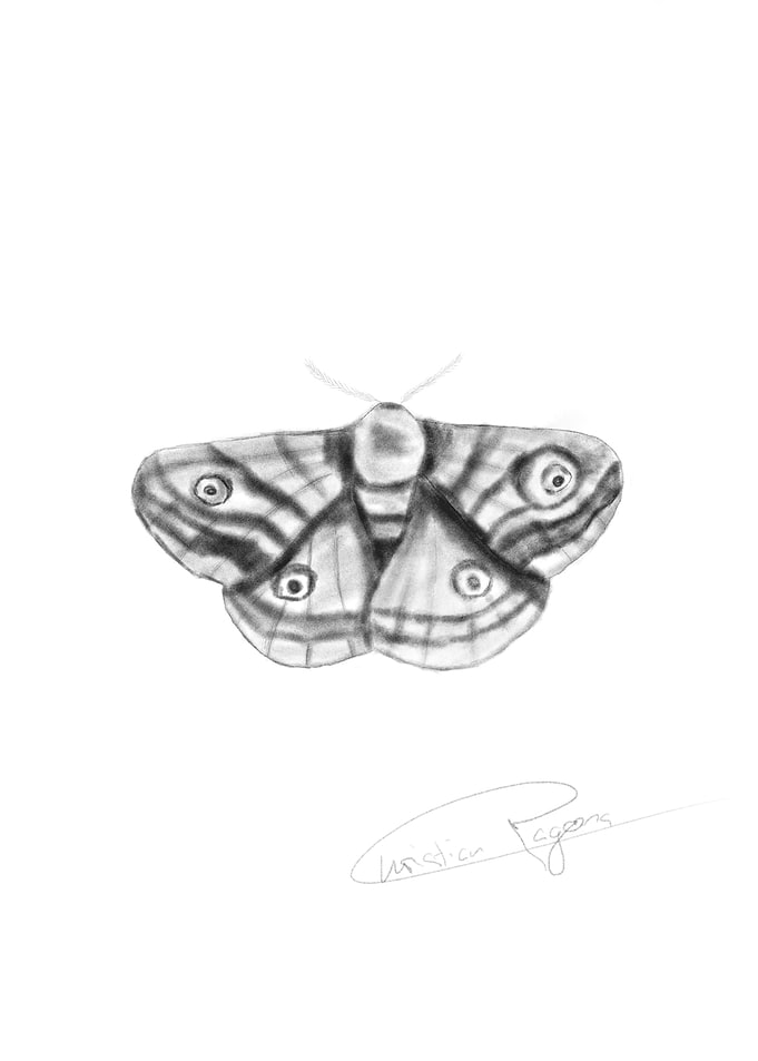 Moth Drawing