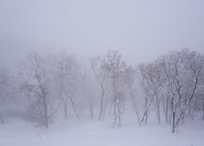 Snowy Forest Landscape