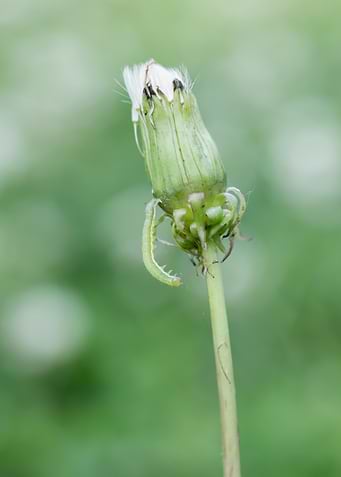 Inchworm Crawling Down Dandelion Seed Head