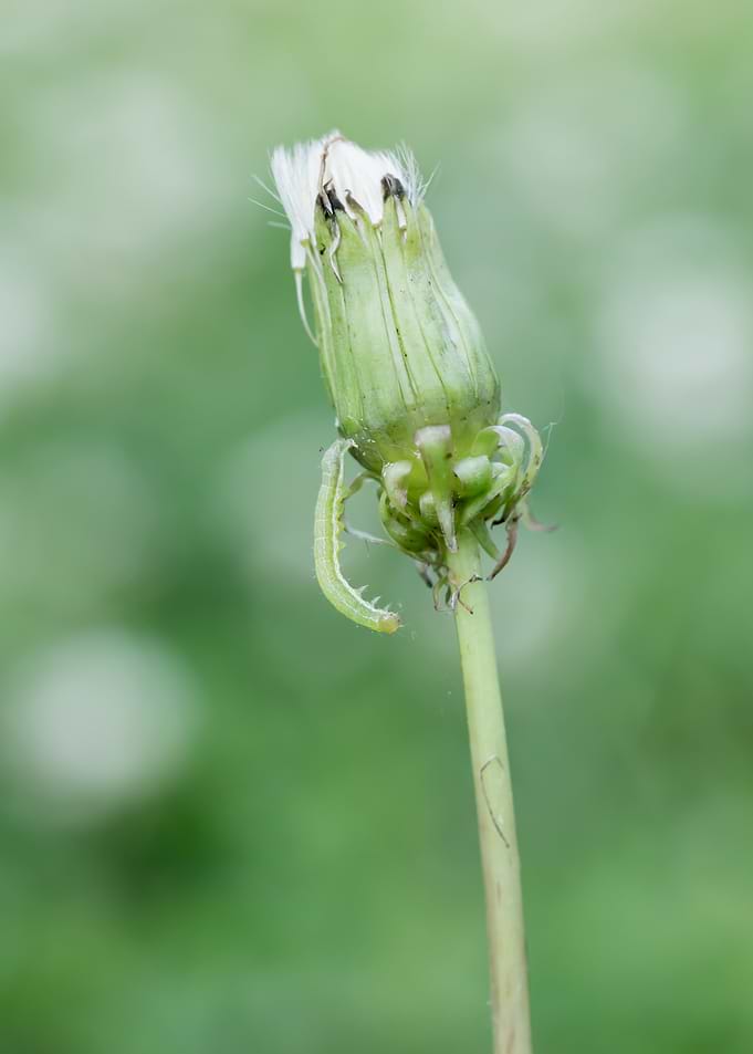 Inchworm Crawling Down Dandelion Seed Head