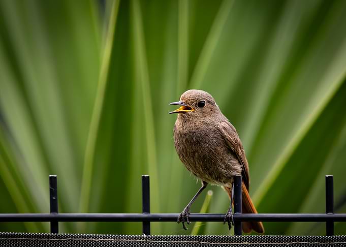 Perched Female Black Redstart Chirping