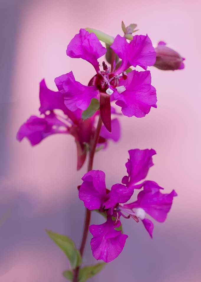 Magenta Flower Blossoms on Stem