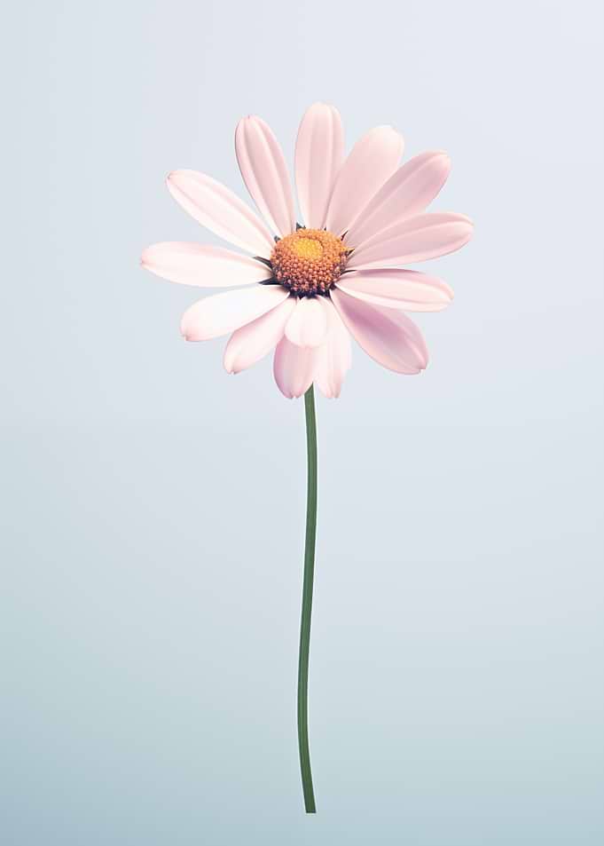 Single Pink Daisy on blue