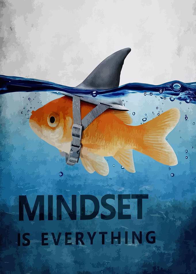 Goldfish with Shark Fin - Mindset