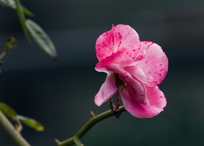 Pink Rose Blossom Close-Up