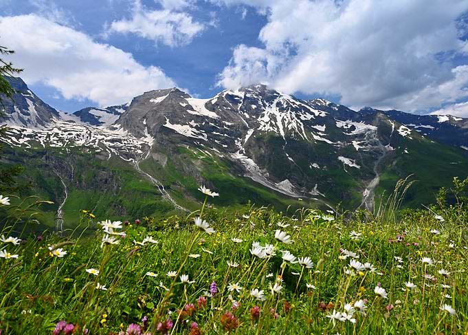 Alpine Meadow with Snow-Capped Mountains