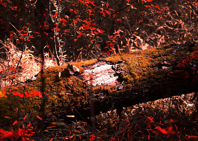 Mossy Log in Autumn Forest