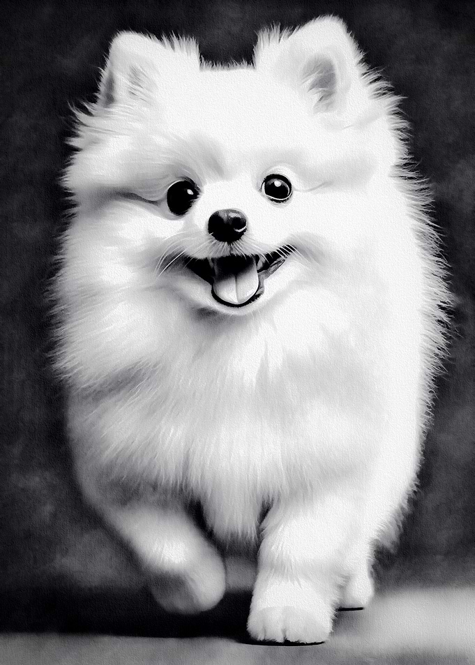 Happy White Pomeranian Dog Portrait