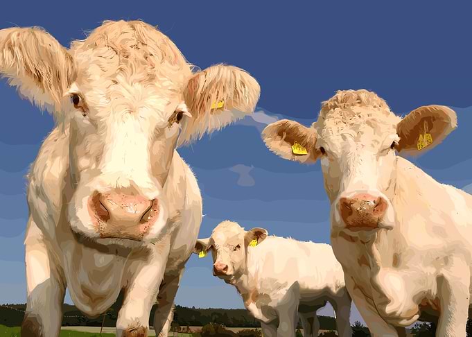 Cows in a field under blue sky